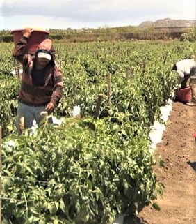 Piden a SADER apoyos para pequeños productores