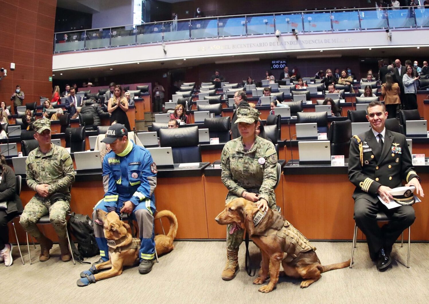 Rindieron homenaje a rescatista canina “Frida”