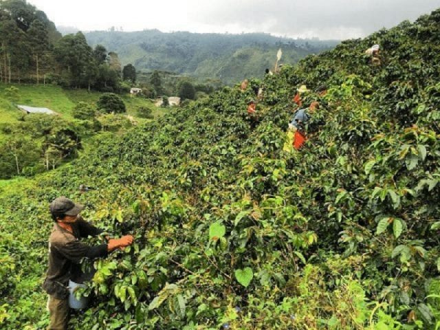 Impulsan legislación para reactivar al sector agropecuario