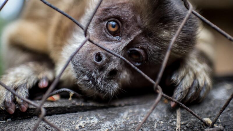 PENAS DE HASTA CINCO MILLONES DE PESOS A QUIENES EXHIBAN ANIMALES SILVESTRES CON FINES COMERCIALES