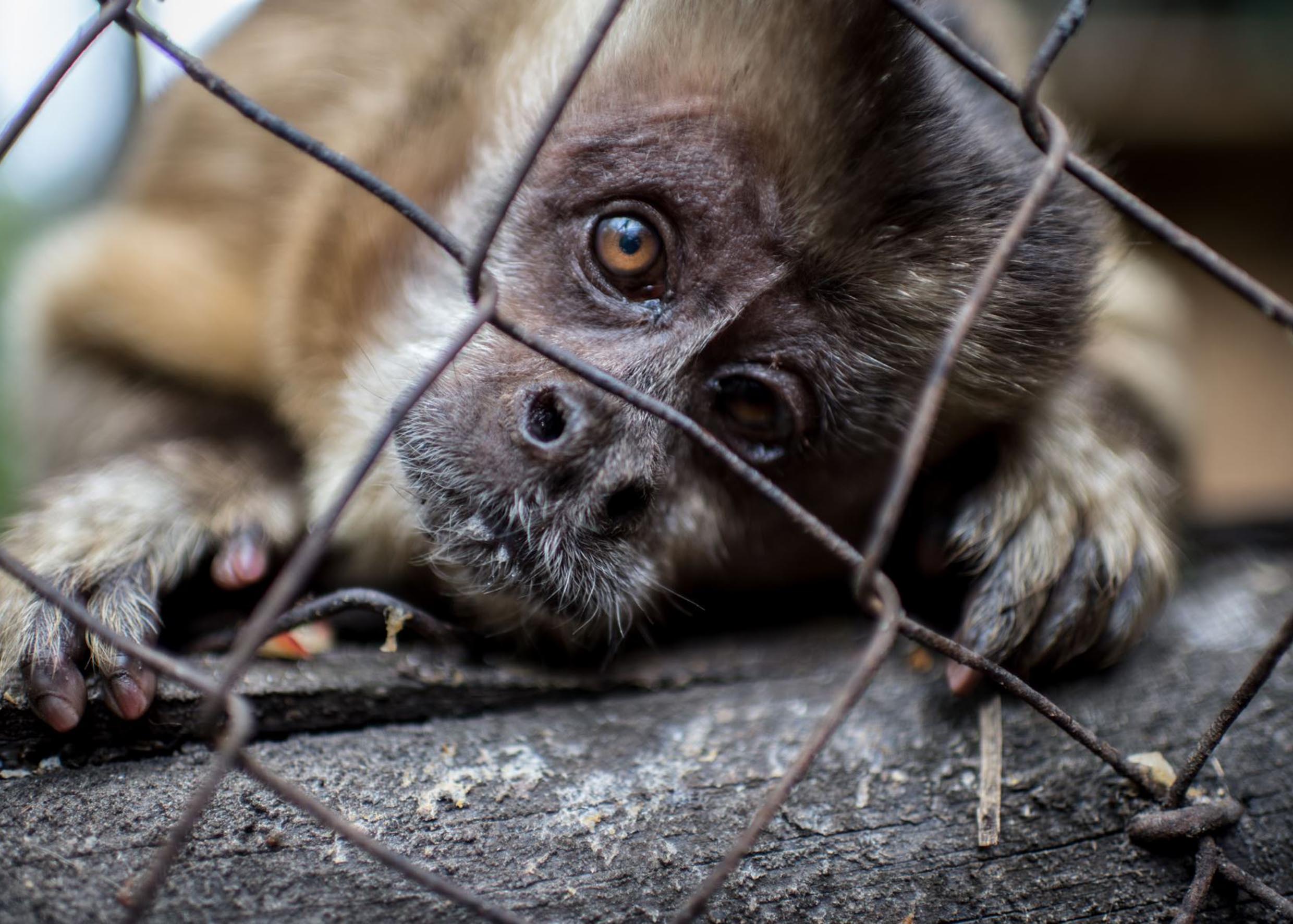 PENAS DE HASTA CINCO MILLONES DE PESOS A QUIENES EXHIBAN ANIMALES SILVESTRES CON FINES COMERCIALES