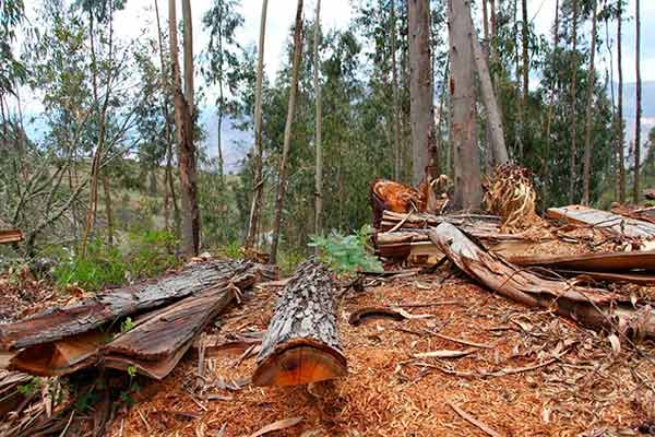 Pena de seis meses a nueve años de prisión para taladores de bosques