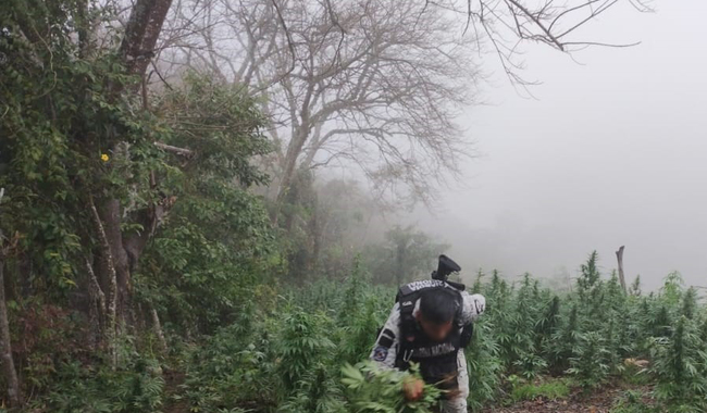 Destruyen más de 36 mil plantas de marihuana