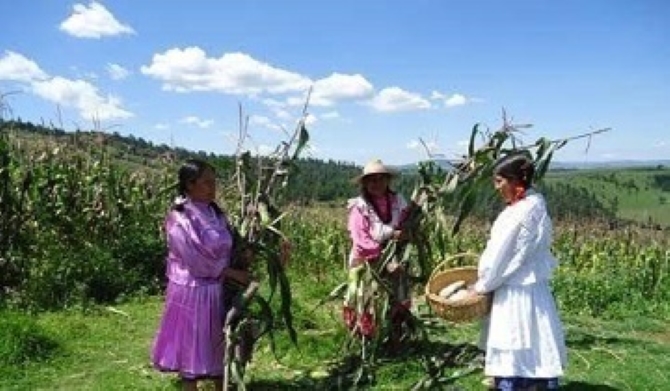 Senadores descubren que las mujeres rurales existen… y prometen ayudarlas (otra vez)